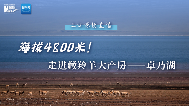 大美中國(guó)｜海拔4800米！走進(jìn)藏羚羊大產(chǎn)房——卓乃湖