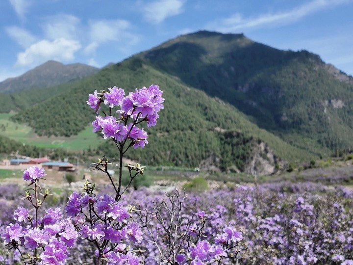 青?；ブ憾霹N花開(kāi)映高山 ??