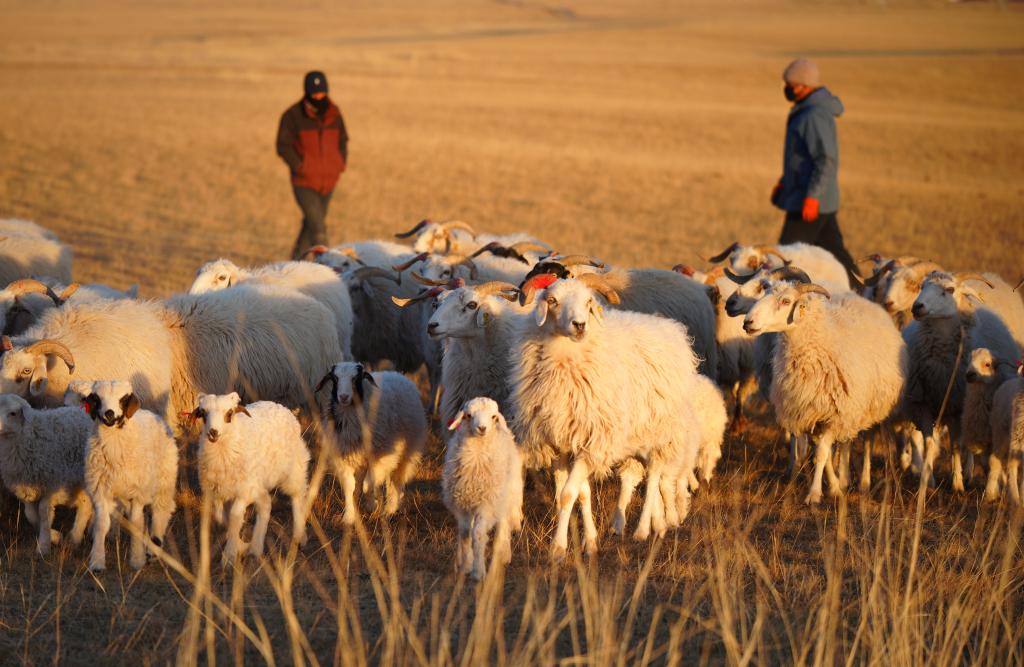 青海剛察：高效養(yǎng)殖助力牧民增收