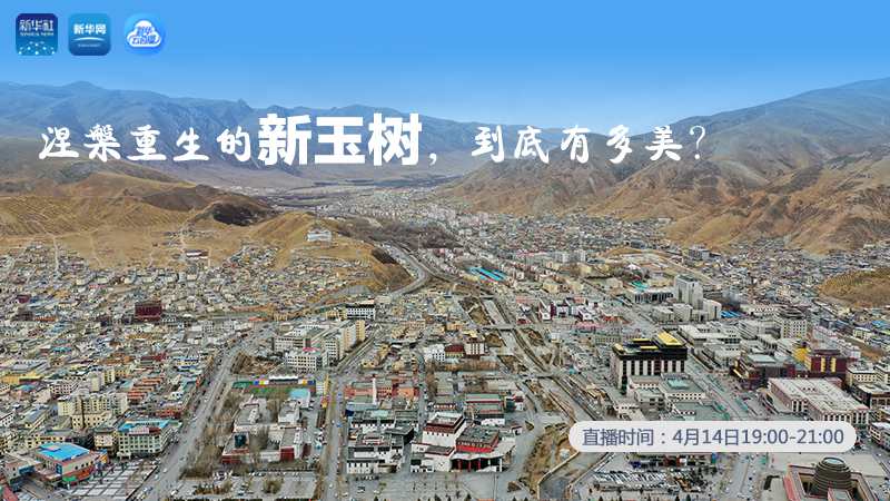 涅槃重生的新玉樹，到底有多美？