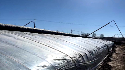 新鮮！青藏高原長(zhǎng)出&ldquo;熱帶水果&rdquo;