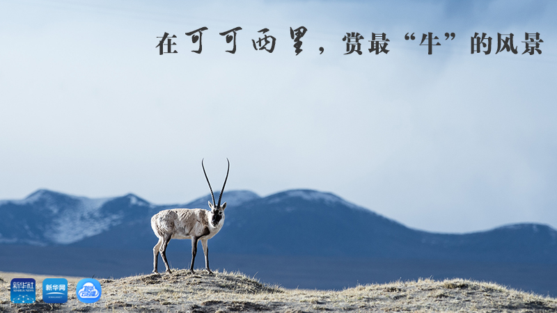 三江源慢直播丨在可可西里，賞最&ldquo;牛&rdquo;的美景