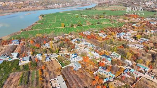 青?；。喝f(wàn)畝冬小麥染綠黃河畔