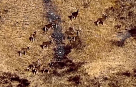 青海玉樹(shù)：棕熊&ldquo;邂逅&rdquo;白唇鹿