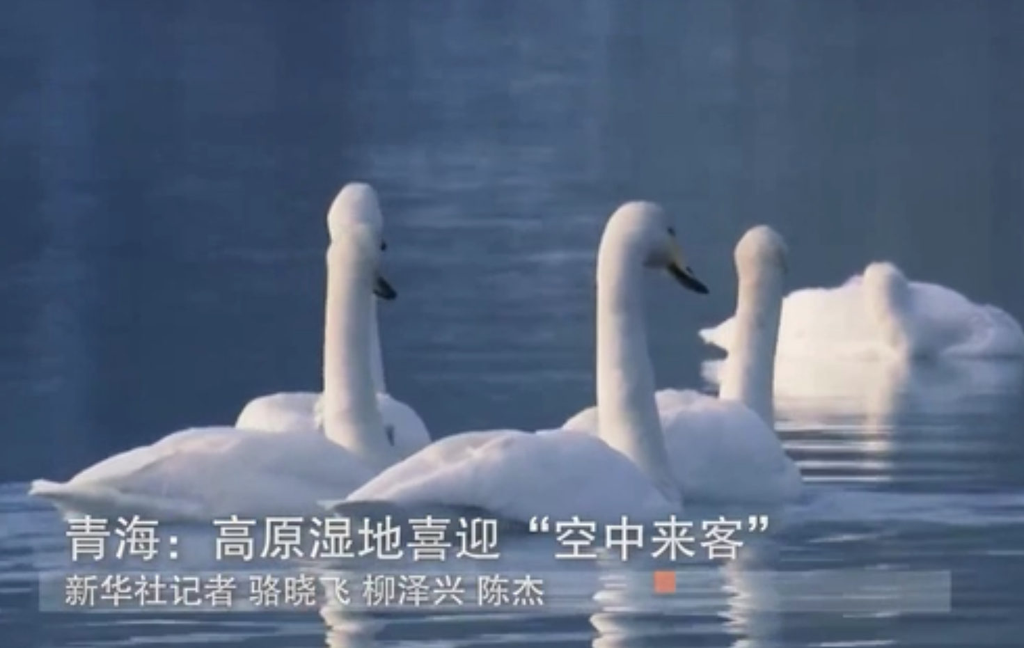 青海：高原濕地喜迎&ldquo;空中來(lái)客&rdquo;