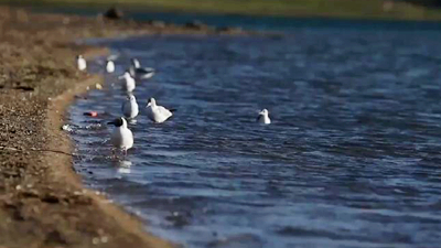 世界野生動(dòng)植物日，帶您到青藏高原領(lǐng)略&ldquo;野生動(dòng)物家園&rdquo;