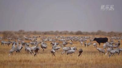 壯觀！遷徙灰鶴&ldquo;備降&rdquo;青海都蘭