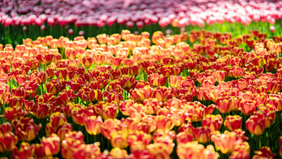 顏值爆表！青海西寧開啟&ldquo;花城&rdquo;模式